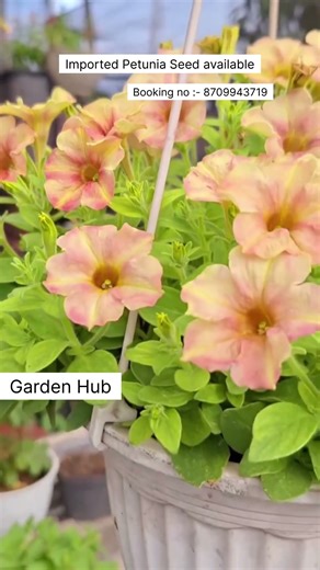 Rare Imported Petunia Flower Seed Online Shopping 🪴 #adenium #plants #flowers #garden