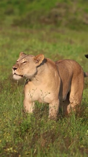 A lioness roaring