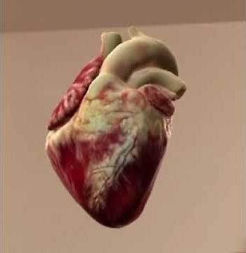 Real heart and heartbeat during pleasure