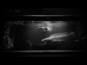 Wolf fish vs Giant snakehead