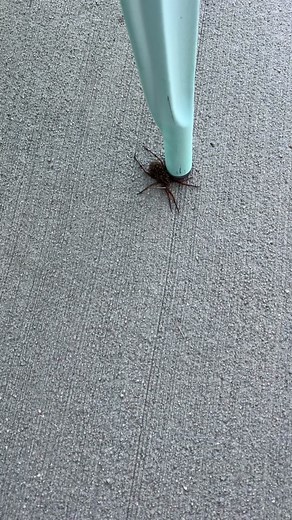 Conquering My Fear of Spiders: Overcoming Arachnophobia #spiders #spidersoftiktok