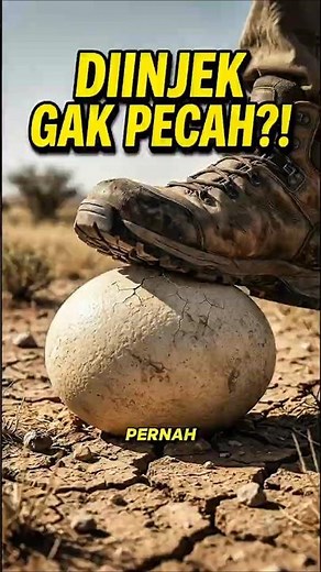 The Secret Behind Super Strong Ostrich Eggs! 🥚