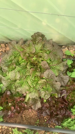 Exploring Vibrant Leafy Greens in a Garden