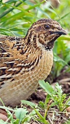 birds nature relaxing calls||common quail voice||quail bird sound