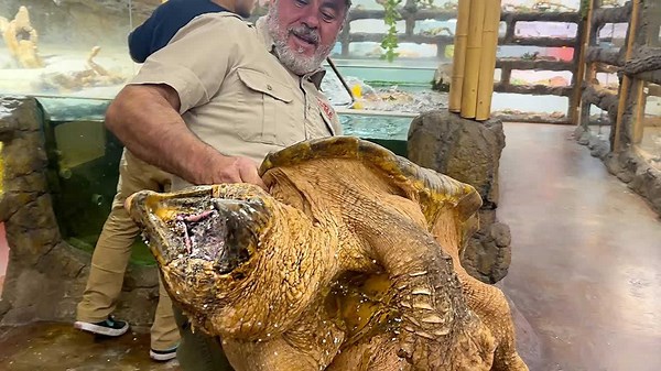 giant alligator snapping turtle: lou edition