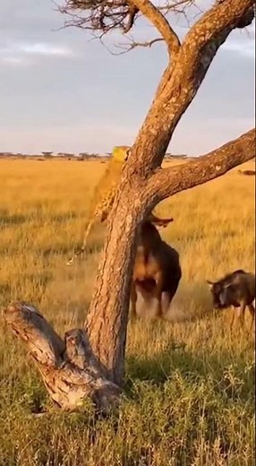 Leopard Stalks Wildebeest in Savanna: A Predator's Patience #wildlife #nature #savanna