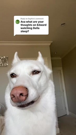 Replying to @Sophie #screamingava #twilight #fyp #trending | ScreamingAva | Facebook