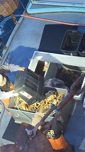 🦀 More Dungenous Crab unloading in Port Orford, with up to 5,000 pounds on this boat. Port Orford is unique in that the boats are hoisted in and out of the water and rest on dollies on the dock. The large blue vessel is not local and left for an unknown destination. The semi showed up ready to load the fresh catch for you to eat the next day. #portorford #oregoncoast #crab #oregon | The Sassy Seagull