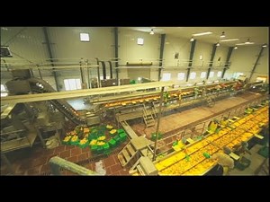Mango Pulp Processing Plant