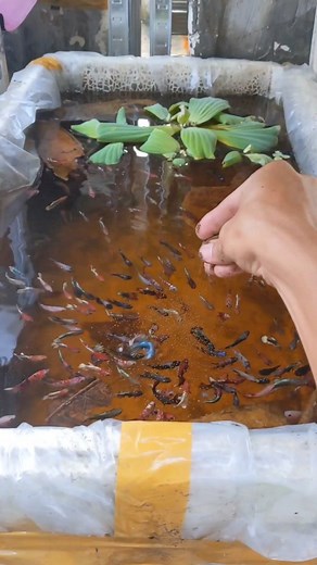 633K views · 4K reactions | Kalo ditanya knp masih bertahan di IG walaupun berkali² ke banned, jawabannya krna standar harga user IG masih tertinggi dibanding platform lain. Meski gk secara general, tapi dgn tipe algoritma META (IG dan FB) kita lbih mudah untuk nge-branding akun kita sndiri. Asal main rapih aj klo posting biar gk kena pelanggaran .... Salam satu air ☕ | Wisdombetta | Facebook