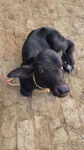 Buffalo kids,Buffalo farming, cow farming, goat farming, #cows #cow #animalfamily #easyanimal