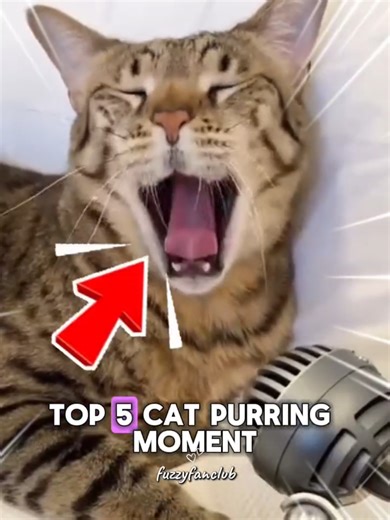 Top 5 cat purring moments that instantly melt your heart 😻 From tiny to wild, all pure love 💕 #CatPurr #PurringCats #CuteCats #CatMoments #CapCut