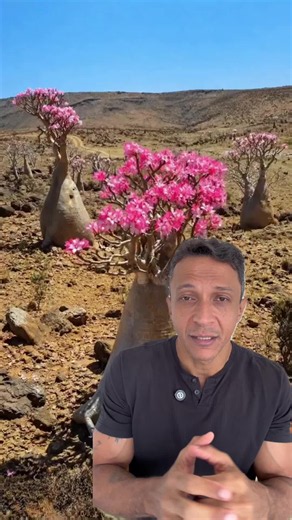 Muita gente não sabe, mas a rosa do deserto cultivada em casa é resultado de anos de seleção e hibridação. Por isso, ela é diferente das plantas que vivem na natureza: cresce mais rápido, floresce mais, mas também precisa de mais água e cuidados. Entender essa diferença é o segredo para um cultivo de sucesso! 🌺💧
