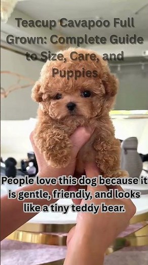 Teacup Cavapoo Full Grown Size & Care Guide 🐶 #dogshorts