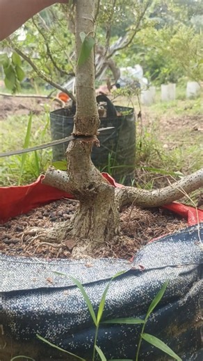 Cut the main trunk of the bonsai once it is balanced #shorts #shortvideo #bonsaitree