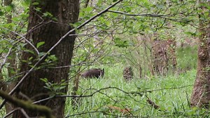 Getting stuck while tracking wild boar