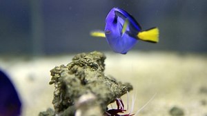 P.E.I. scientist finding how 'Dory' gets from reef to aquarium