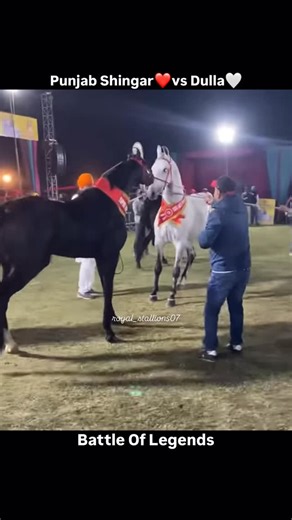 India’s Top Horses🐎🐎 | Punjab Shingar❤️ vs Dulla🤍 | Instagram