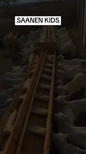 Saanen Goats: The Ideal Meat Breed for Arid Regions