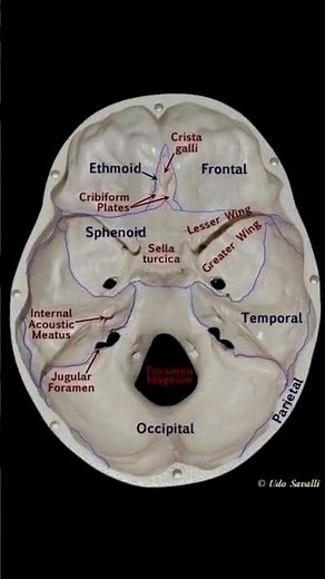 Base of the Human Skull – Internal Cranial Anatomy (Inferior View)