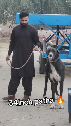 Nasaar cheema wala 🔥❤️