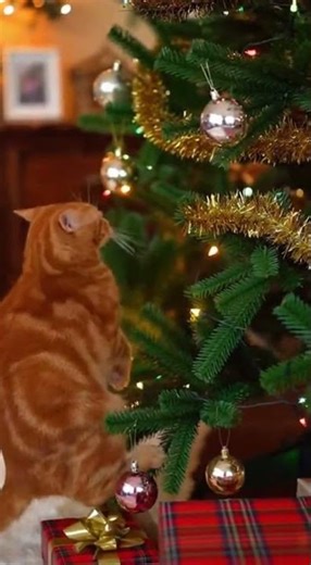 Cat Destroys Christmas Tree Climbing For Ornament