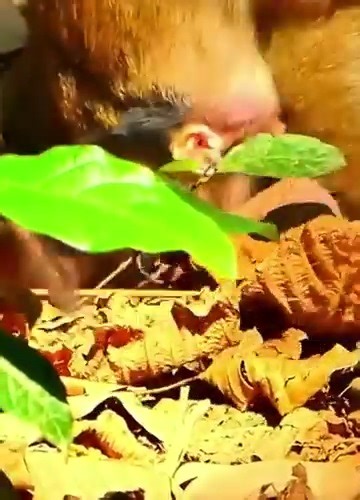 Omg! Cute baby monkey Screaming crying loudly coz kidnapped by queen monkey | Monkey Video