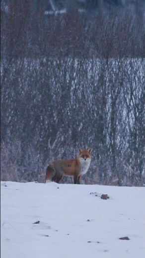 Red Fox Sounds 🦊 | Red Fox Screaming In A Winter Field At Dusk (Foxy the Trickster Screamer)