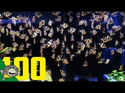 ADDING 100 MORE TIGER BARBS TO THE 800 GALLON TROPICAL AQUARIUM