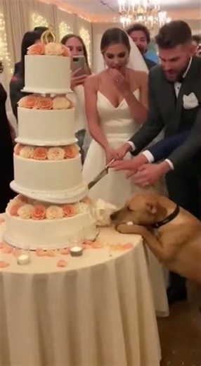 Dog Ruined The Wedding Cake! #dog #wedding #funny #viral #fail