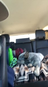 First moments taking baby Apollo home 🐺💙😭🥰 | Apollo in the Wild