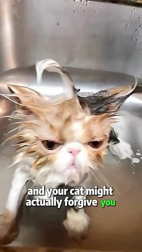 How to Bathe a Cat Without Chaos? 🐱🛁