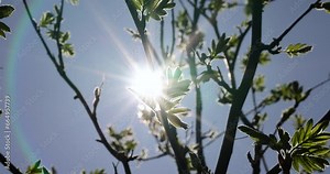 mountain ash tree branches in the spring season, mountain ash branches with the first foliage in sunny weather