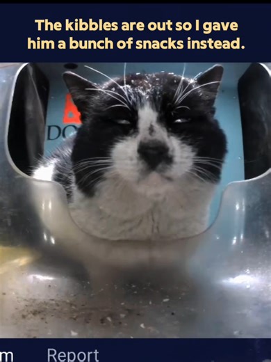 Understanding Stray Cats and Their Sounds
