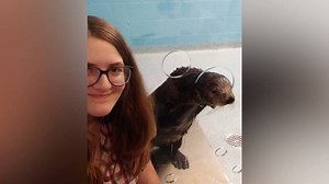 31K views · 304 reactions | NEW Sea Otter Wild Encounter! Have you...