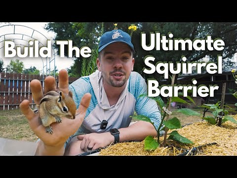 STOP Squirrels From Destroying Your Garden - The Only Way That Works
