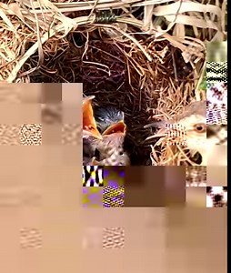 Wow! Mother bird busy every day to feed baby birds | Border Birds