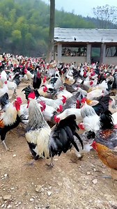 890K views · 24K reactions | I love chickens and these chickens are so beautiful.殺殺❤️ #chicken | Thida Clips | Facebook