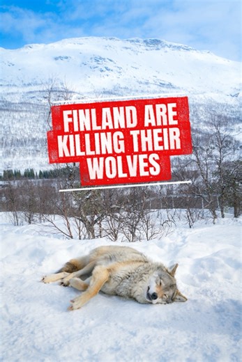 🐺 FINLAND’S WOLVES ARE BEING WIPED OUT — AGAIN 🐺 Since January 1st, Finland has opened the door to killing up to 100 wolves. That’s nearly a quarter of the entire population — in just weeks. Finland has around 430 wolves. After this hunt, that could drop to around 330 — and that’s before illegal killing, broken packs, lost breeding pairs, and orphaned pups are even counted. This doesn’t just remove individual wolves. It shatters pack structure, increases roaming juveniles, destabilises territo