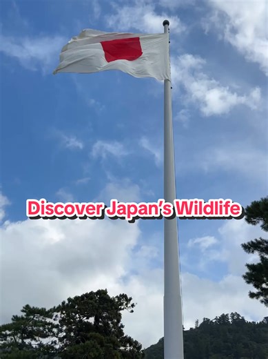 Explore Japan’s Unique Wildlife 🇯🇵🕊️🐵🦌🐟 From the iconic Red-crowned Crane and playful Snow Monkeys to the colorful Koi fish and bowing Nara deer, Japan is full of nature’s wonders. Discover rare animals, their habitats, and fascinating behaviors — all captured in the heart of Japan’s forests, mountains, and ponds. Perfect for animal lovers and nature explorers! 🌸✨ #JapanWildlife #AnimalTok #CuteAnimals #NatureVibes #explorejapan
