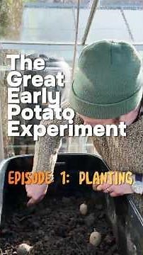 The Great Early Potato Experiment | Episode 1: Planting