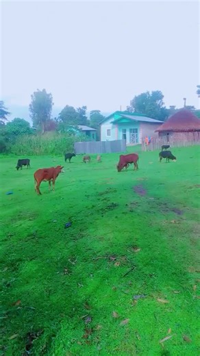 ethio telecom on TikTok