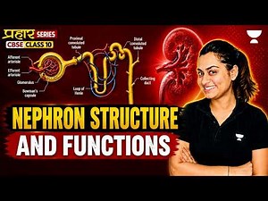 Excretion - Nephron Structure & Function Explained | CBSE Class 10 Biology 2026-27 | Shivangi Ma'am