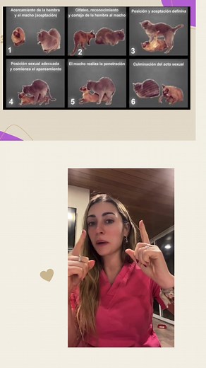Etapas del Apareamiento Felino: Información Esencial