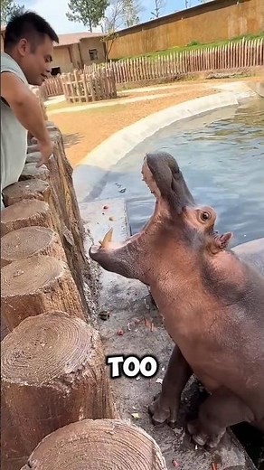 Two Funny Hippos Fight Over Watermelon! 🦛🍉🤣❤️