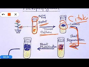Micropropagation - Plant Tissue Culture (hindi)