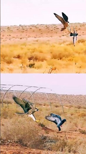 Epic Falcon vs. Homing Pigeon Chase – You Won't Believe the Outcome!