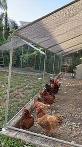 Beep Beep Beep 🐓🐔 #Organest #FarmLayout #Farm #Organic #OrganestChickenCoop #OrganestFarm #AgriculturePH #PrivateFarm #organest #BatangasCIty #GulodITaas #Backyard | OrgaNest
