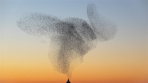 These birds form mesmerizing clouds in the sky. Scientists may finally know why.