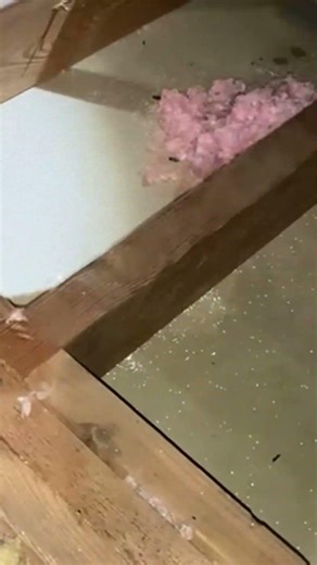 The Disgusting Truth About Old Attic Insulation